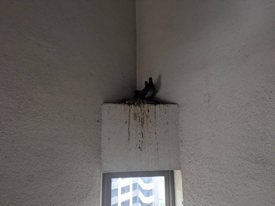 ハトを捕獲する許可 北九州市