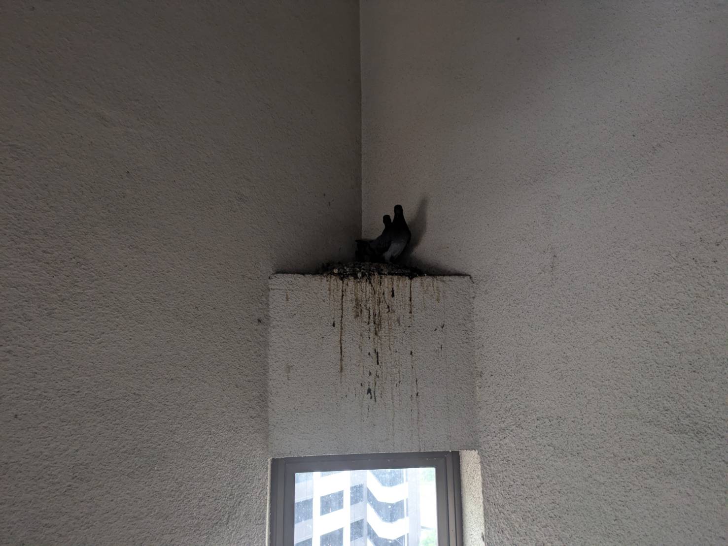 ハトを捕獲する許可 北九州市