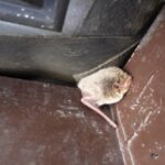 コウモリが 瓦屋根の隙間から侵入！下関市でのコウモリ駆除事例