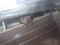 コウモリ 瓦屋根 下関市
