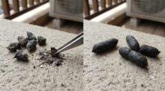 コウモリとネズミのフンの違い・見分け方