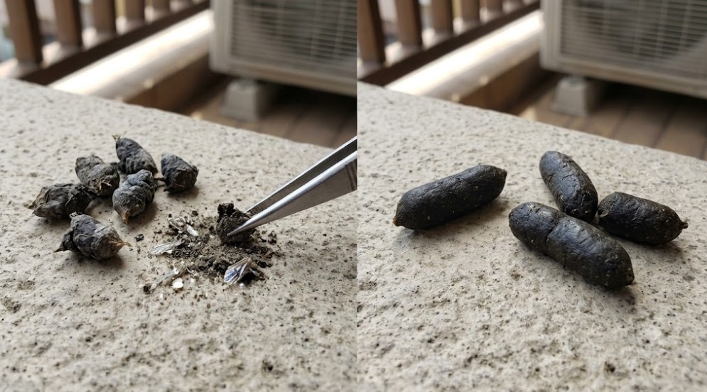コウモリとネズミのフンの違い・見分け方