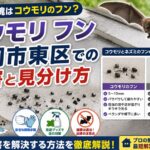 コウモリのフンを福岡市東区で発見！見分け方と安全対策解説