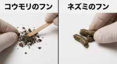 コウモリのフンとネズミのフンの特徴比較