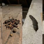 アライグマのふん対策!見分け方と安全な掃除・撃退法