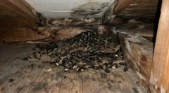 屋根裏の薄暗い空間に、大量のアライグマのフン（ため糞）が蓄積している様子。周囲の木材にはシミや汚れが見られ、被害の深刻さが伝わる。