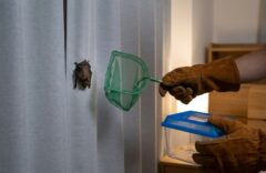厚手の手袋を着用し、虫取り網を使ってコウモリを直接触れずに安全に捕獲しようとする様子。