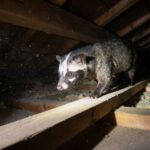 小倉北区の屋根裏ハクビシン駆除！足音の正体と対策