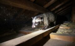 小倉北区の暗い屋根裏で、梁の上を歩く白い鼻筋のハクビシン（Masked Palm Civet）。懐中電灯の光に照らされている。