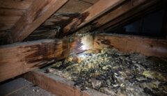 ハクビシンの「ため糞」により汚損・腐食した住宅の屋根裏。木材に濃いシミが広がり、断熱材が糞尿で固まっている。