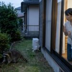 アライグマを見つけたら？小倉北区の駆除相談と正しい対処法