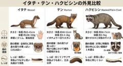 イタチ、テン、ハクビシンの外見的特徴（大きさ、顔の模様、しっぽ）を比較した視覚資料