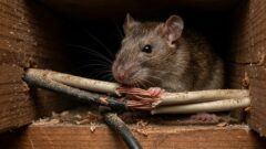 家の壁の中で電気配線をかじるネズミ。漏電火災の原因となる危険な被害の様子。