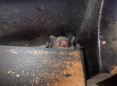コウモリ　屋根裏　スズメ口　侵入