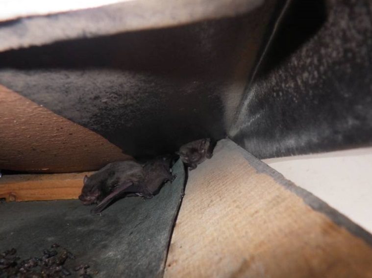 コウモリ 屋根裏 スズメ口 侵入