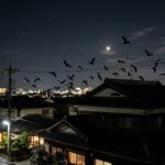 コウモリ駆除を佐賀市で依頼！費用相場と業者選びのコツ