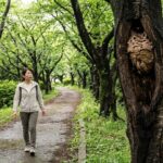北九州市戸畑区の金刀比羅神社の遊歩道にある、桜の木の空洞に作られたスズメバチの巣。