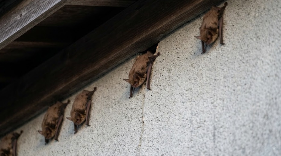 宇佐市の住宅の軒先、屋根裏近くのコンクリート壁に密集して張り付くアブラコウモリの様子。夕方、暗い隙間に向かって移動している。