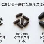 屋根裏のネズミのふん掃除術！危険性と業者に依頼する判断基準