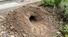 庭の土に作られた、ネズミの巣穴（ラットホール）の様子。入り口付近の土が盛り上がっている。