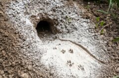ネズミの巣穴の周りに撒かれた白い粉（小麦粉）の上に残った、小さな足跡と尻尾の跡。