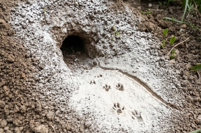 ネズミの巣穴の周りに撒かれた白い粉(小麦粉)の上に残った、小さな足跡と尻尾の跡。
