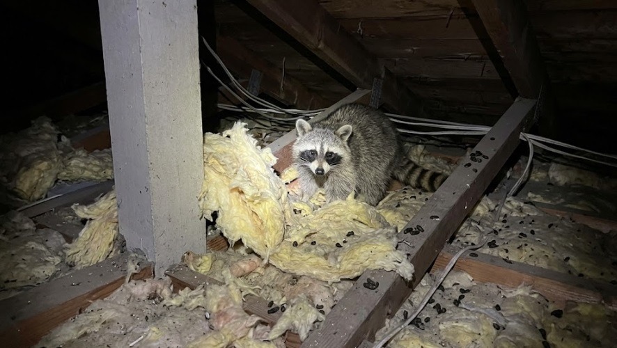 アライグマが侵入してボロボロに引きちぎられた天井裏の断熱材と散乱するフンの被害の様子