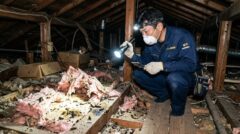 屋根裏で害獣の被害状況（荒らされた断熱材や糞尿）をライトで照らして調査する日本人専門スタッフの様子