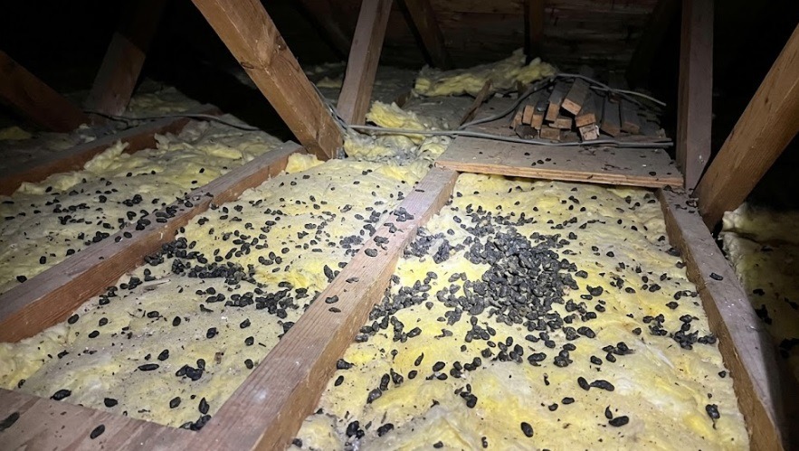 屋根裏の木材や黄色い断熱材の上に大量に散らばっている、乾燥した黒いコウモリのフン(糞害)