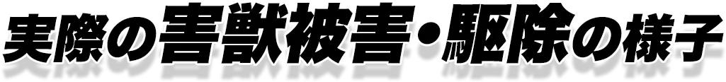 実際の害獣被害・駆除の様子