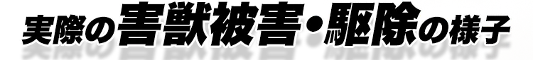 実際の害獣被害・駆除の様子